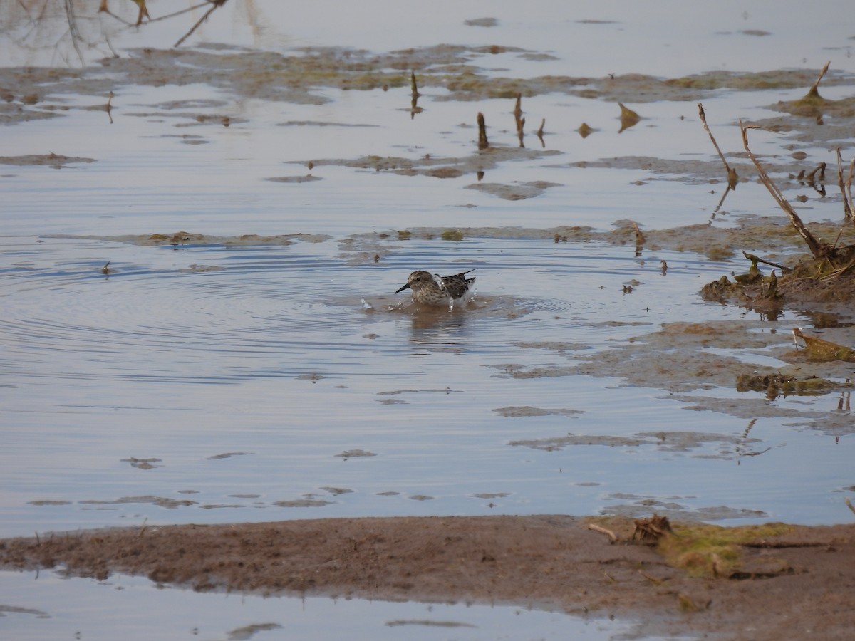 pygmésnipe - ML617197694