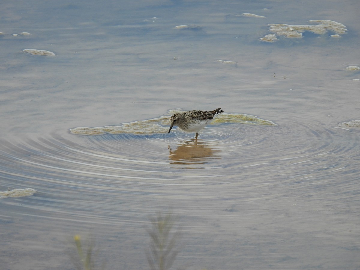 pygmésnipe - ML617197696