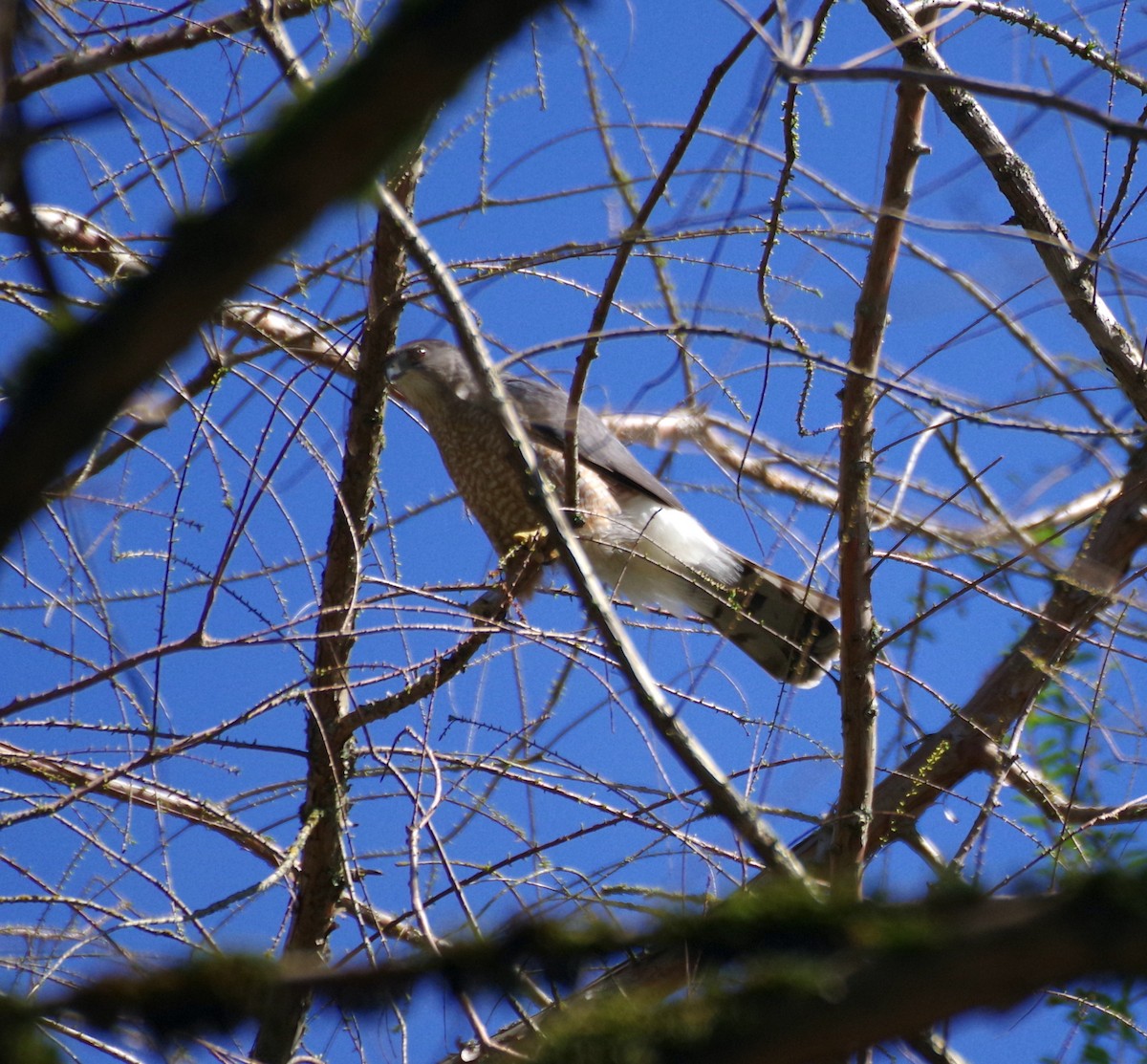 Cooper's Hawk - ML617197701