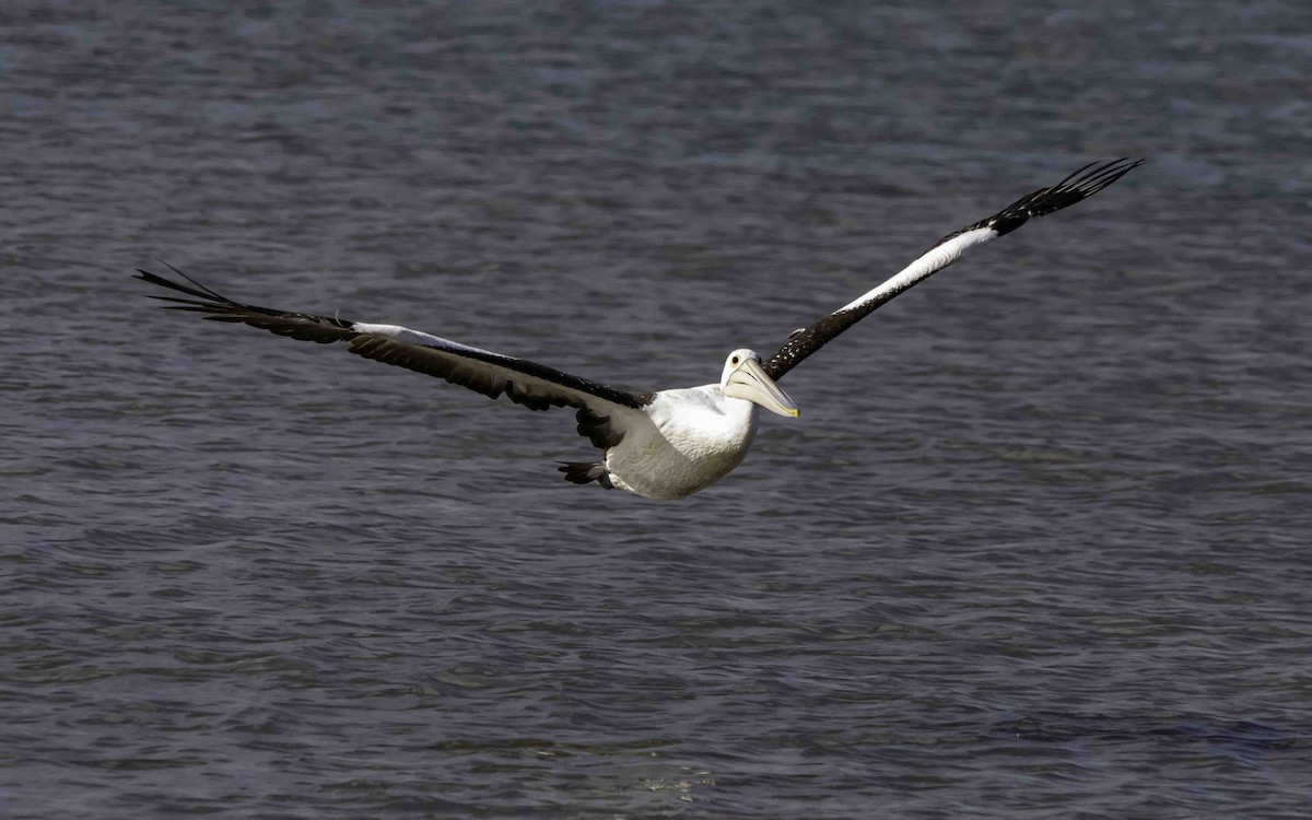 pelikán australský - ML617197703