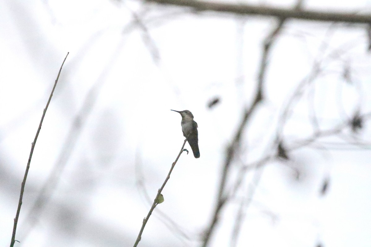 Trochilidae sp. - ML617197716