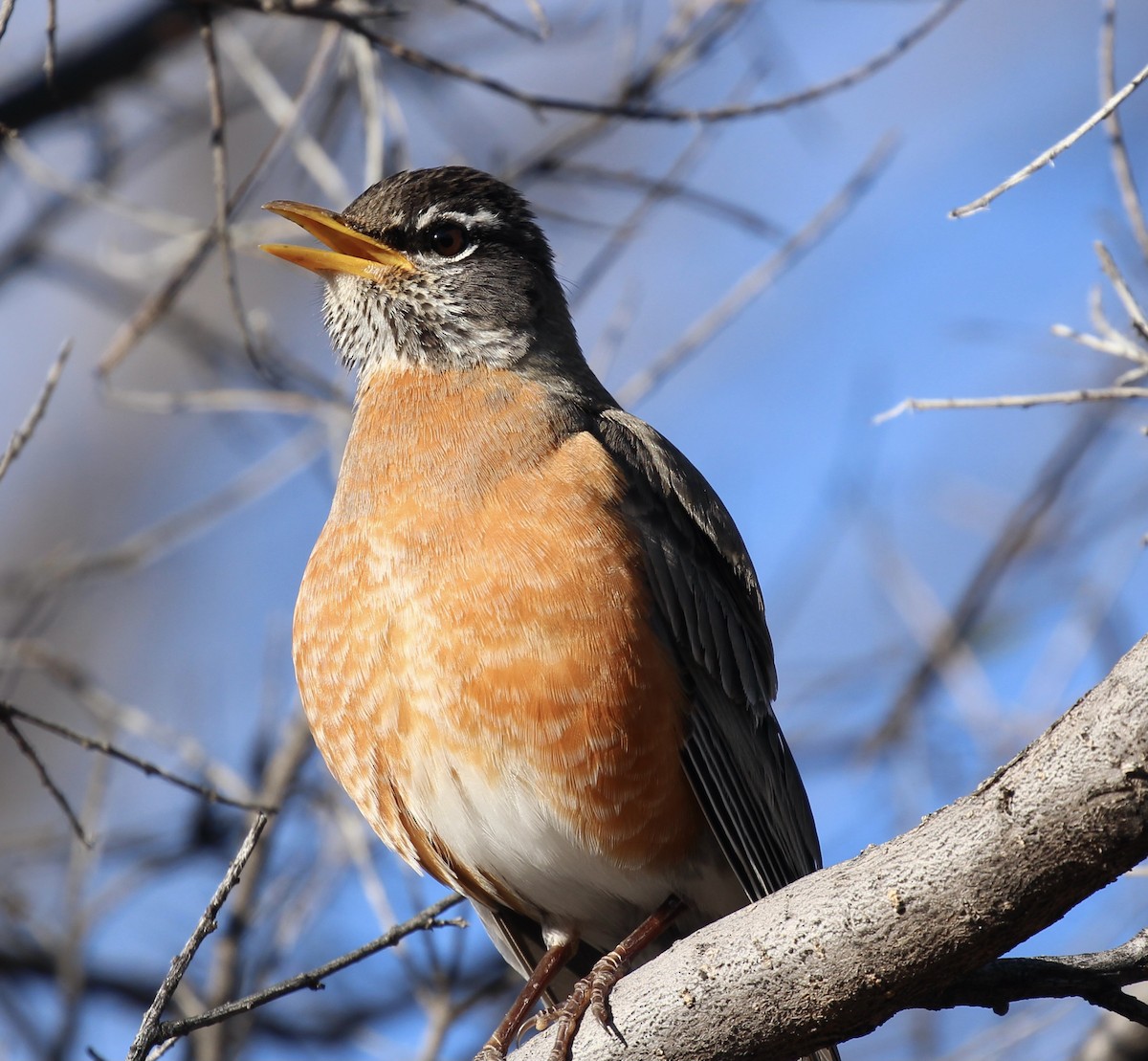 American Robin - ML617197759