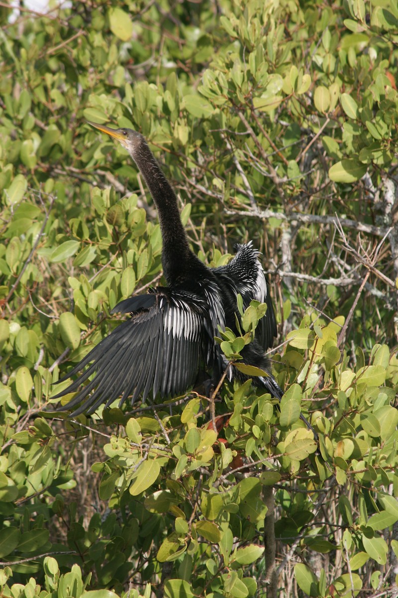 Anhinga - ML617197766