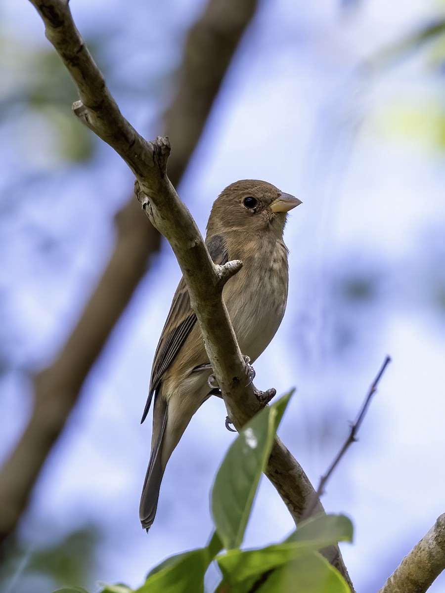 Indigo Bunting - ML617197768