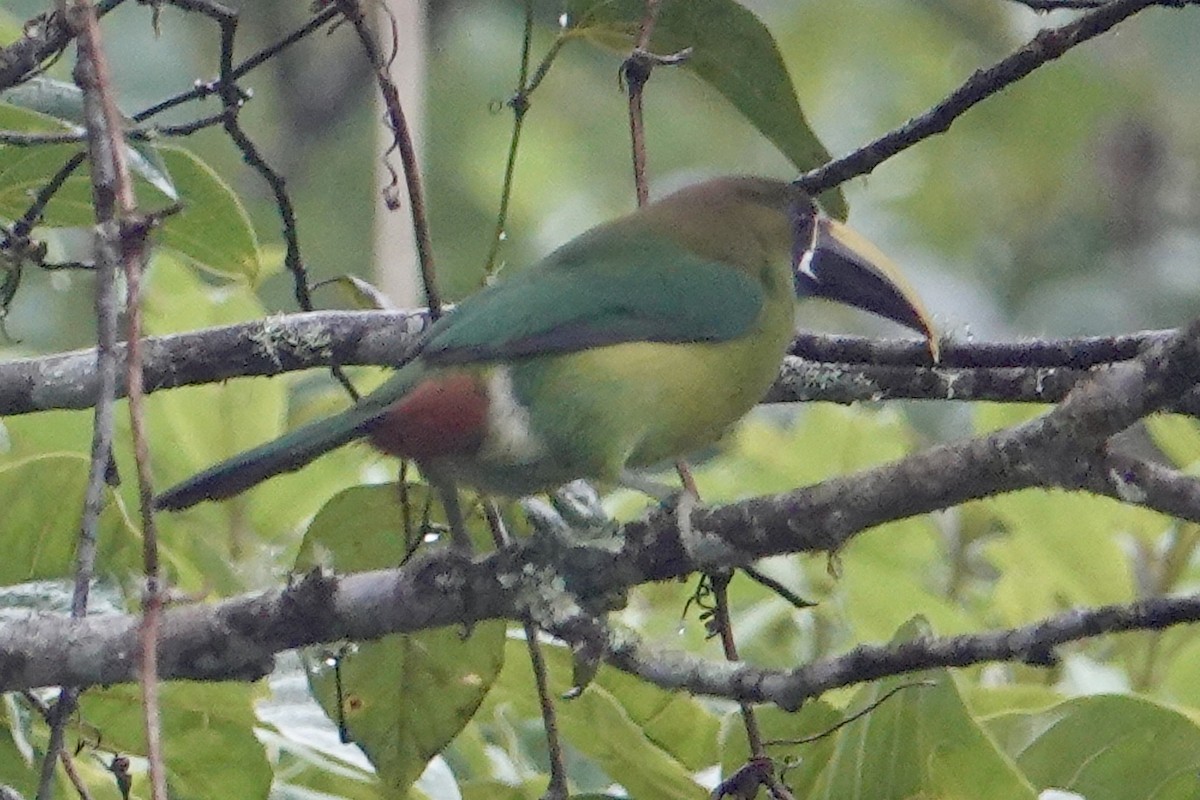 Northern Emerald-Toucanet - judy shimm