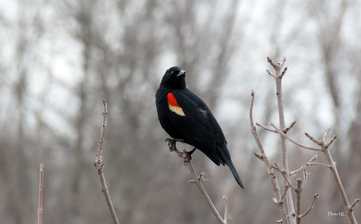 Red-winged Blackbird - Nathalie L. COHL 🕊