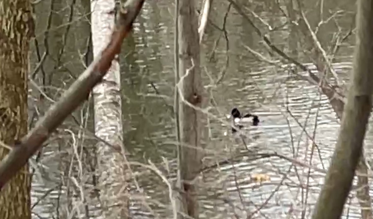 Ring-necked Duck - ML617197800