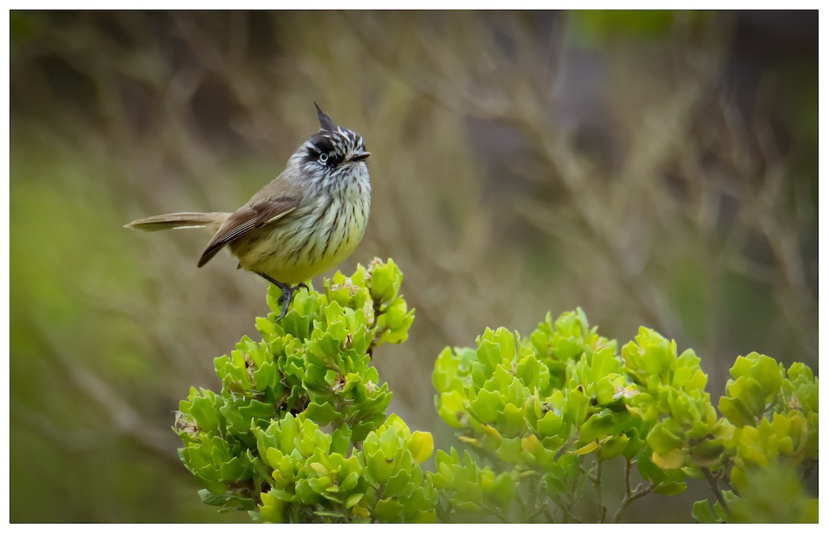 guløyemeisetyrann - ML617197801