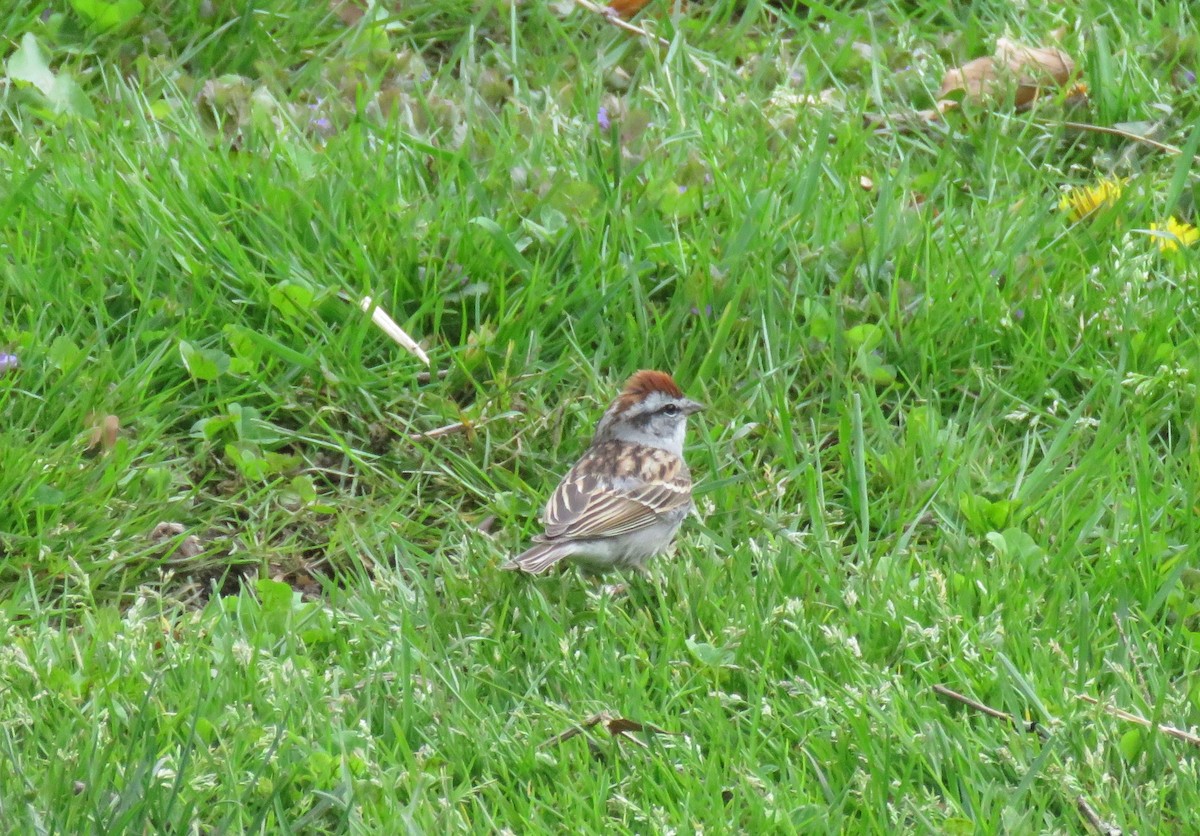 Chipping Sparrow - AUDREY DOROFY