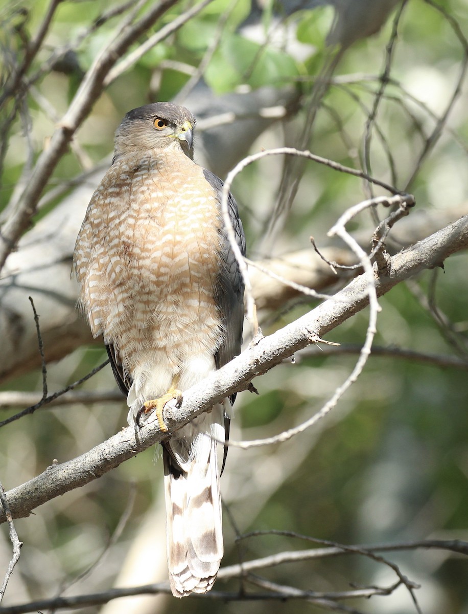 Cooper's Hawk - ML617197814