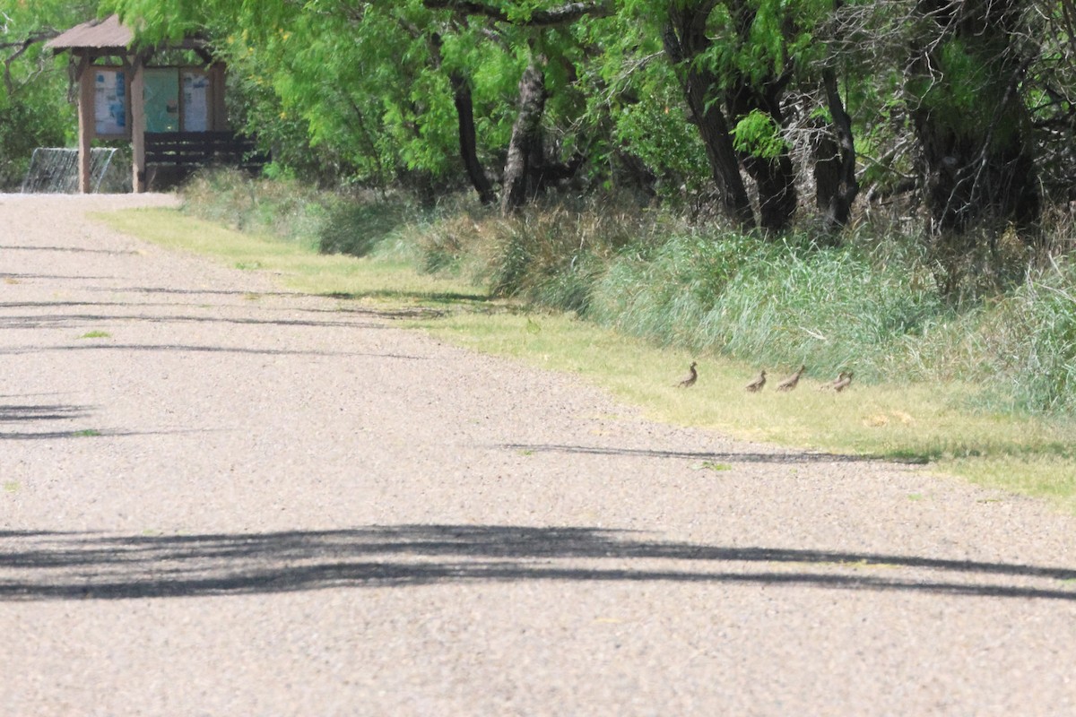 Northern Bobwhite - ML617197852