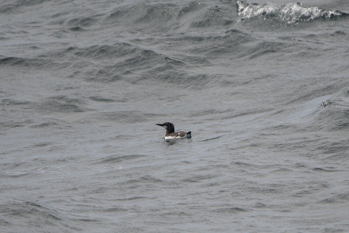 Common Murre - Adam Cunningham