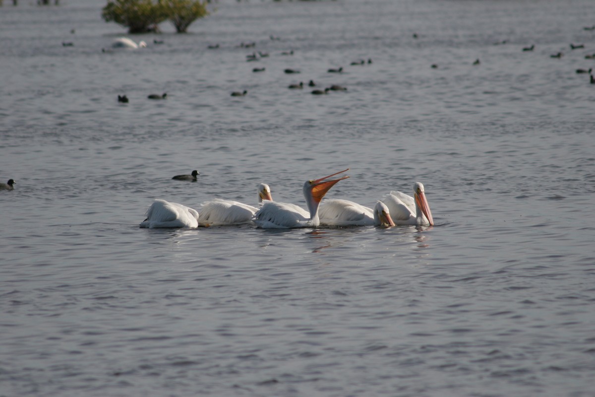 American White Pelican - ML617198002