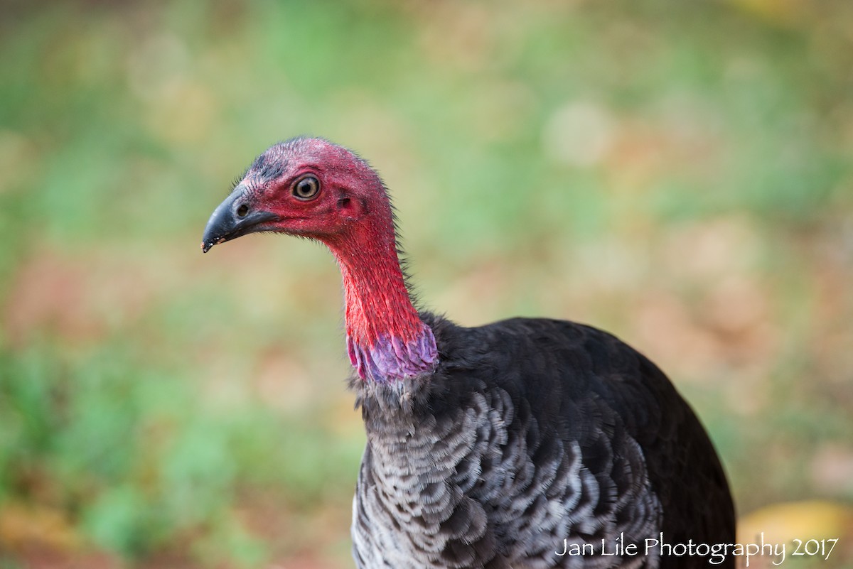 Australian Brushturkey - Jan Lile