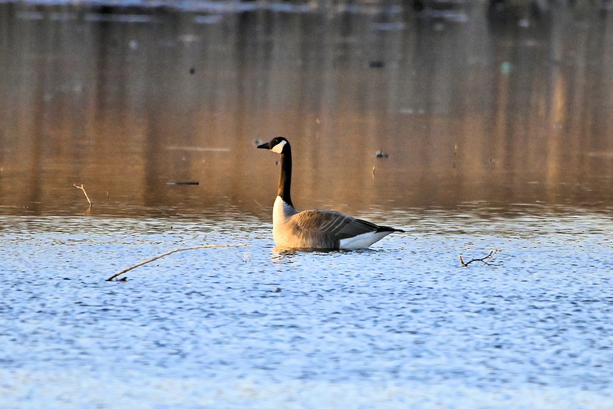 Canada Goose - Anonymous