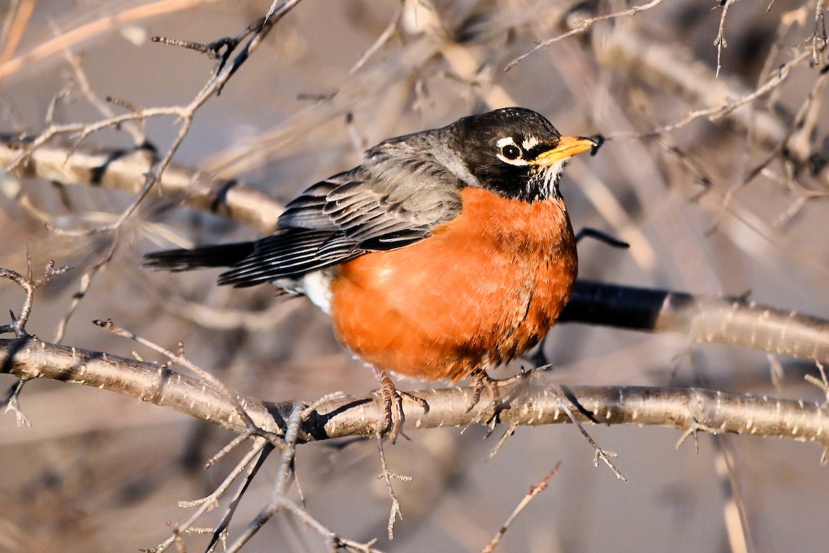 American Robin - ML617198155