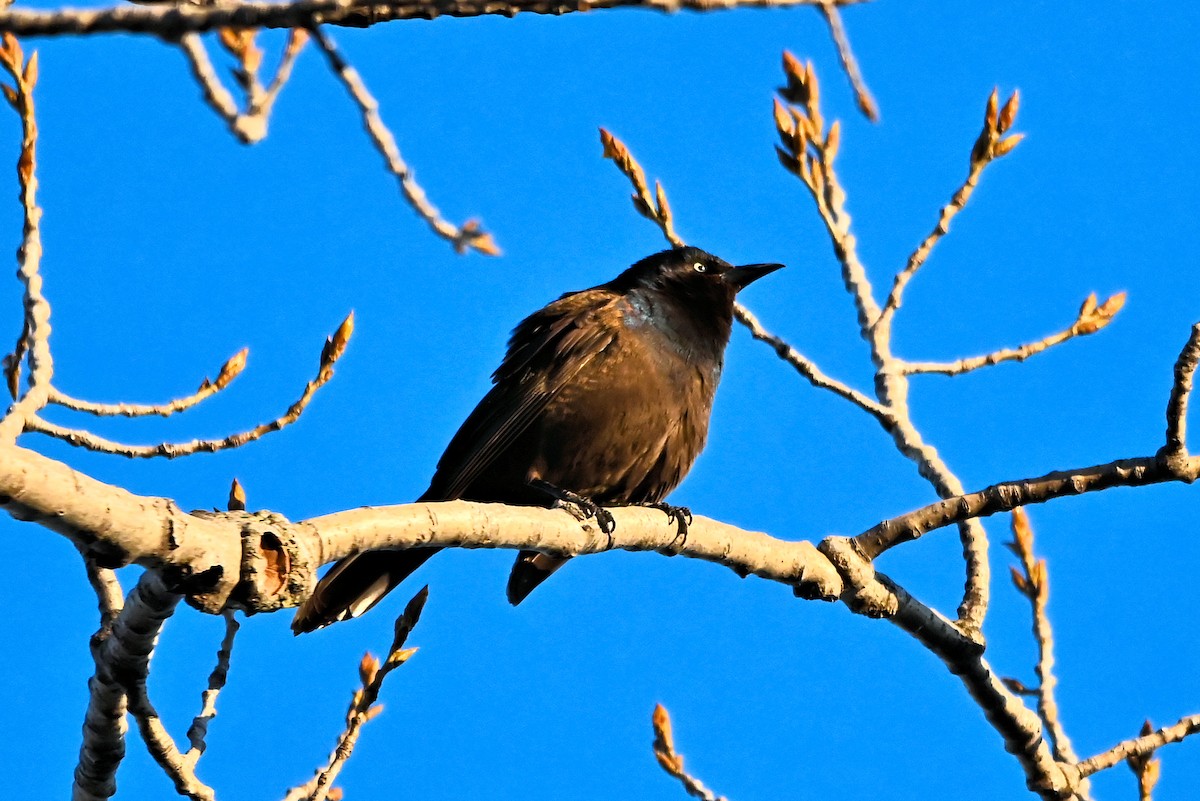 Common Grackle - ML617198170