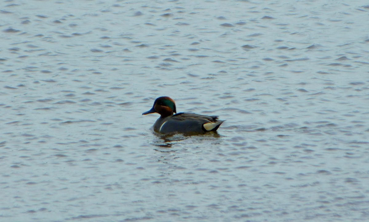 Green-winged Teal - ML617198198