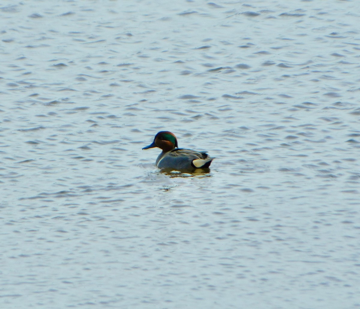 Green-winged Teal - ML617198199