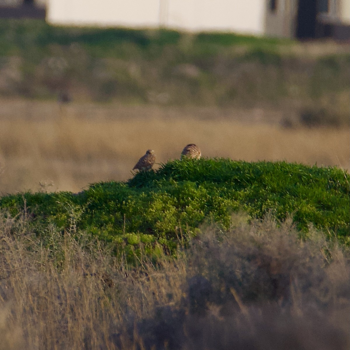 Burrowing Owl - ML617198266