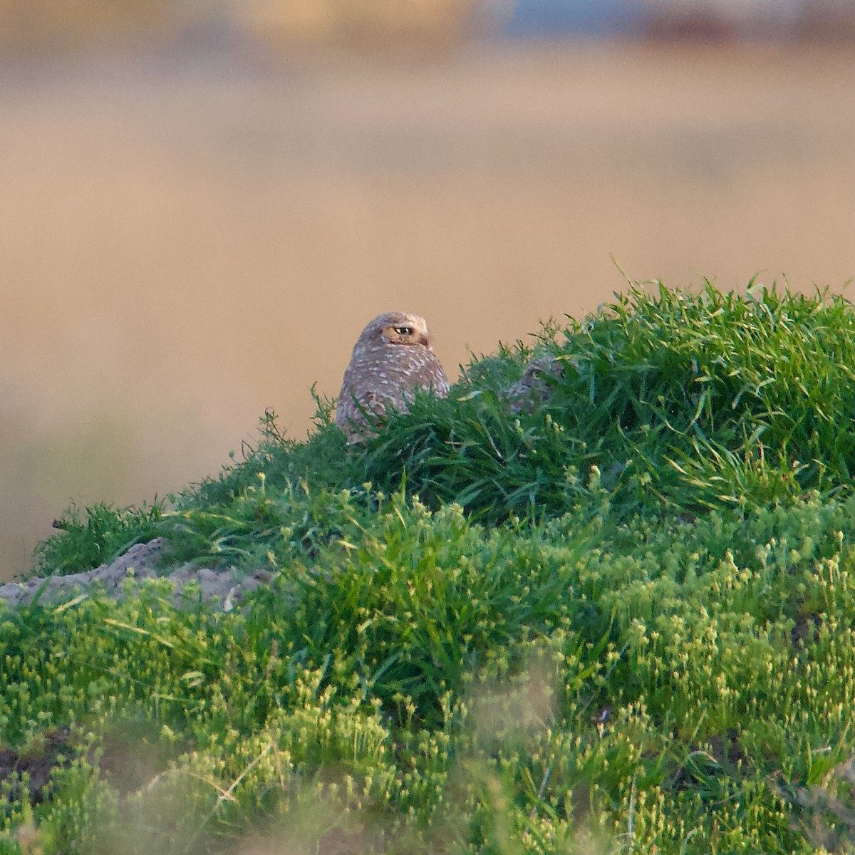 Burrowing Owl - ML617198268