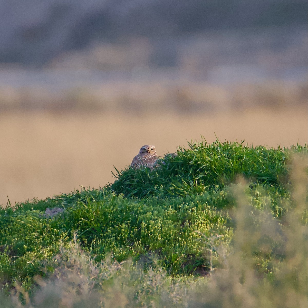 Burrowing Owl - ML617198269