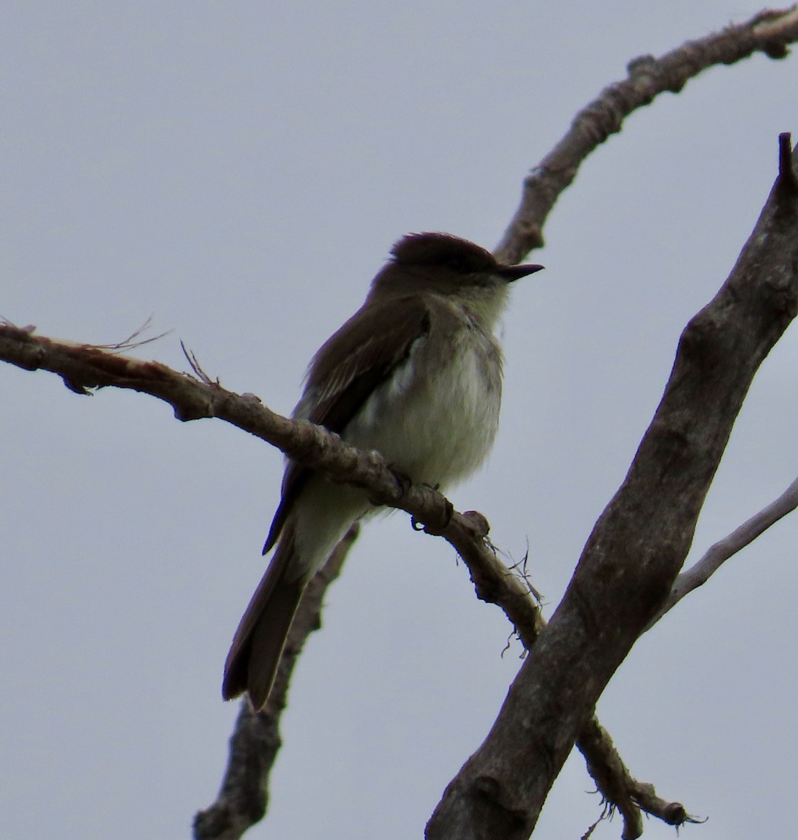 Eastern Phoebe - ML617198274