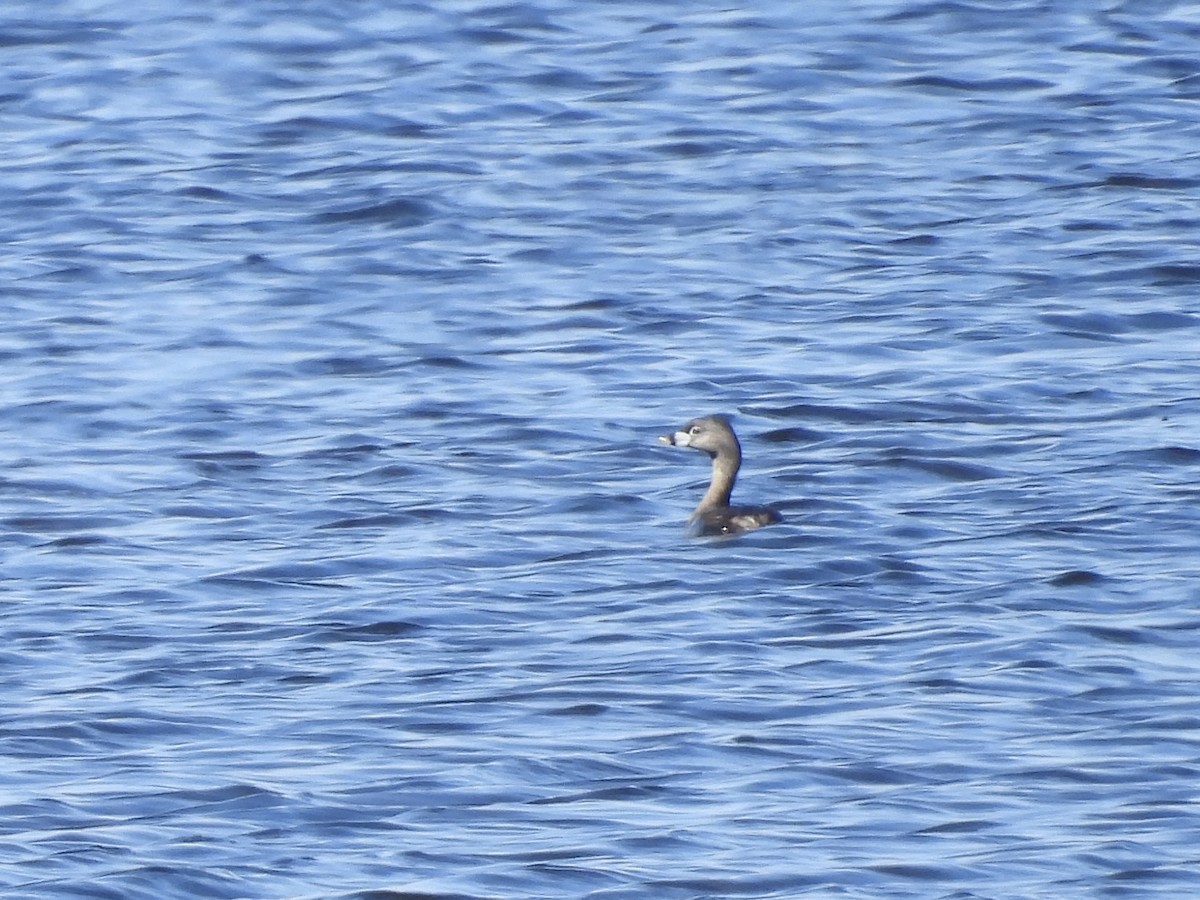 Pied-billed Grebe - ML617198296