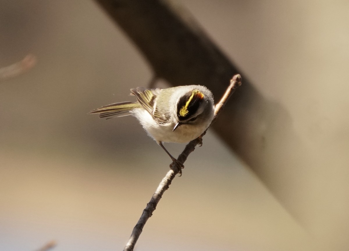 Golden-crowned Kinglet - ML617198356