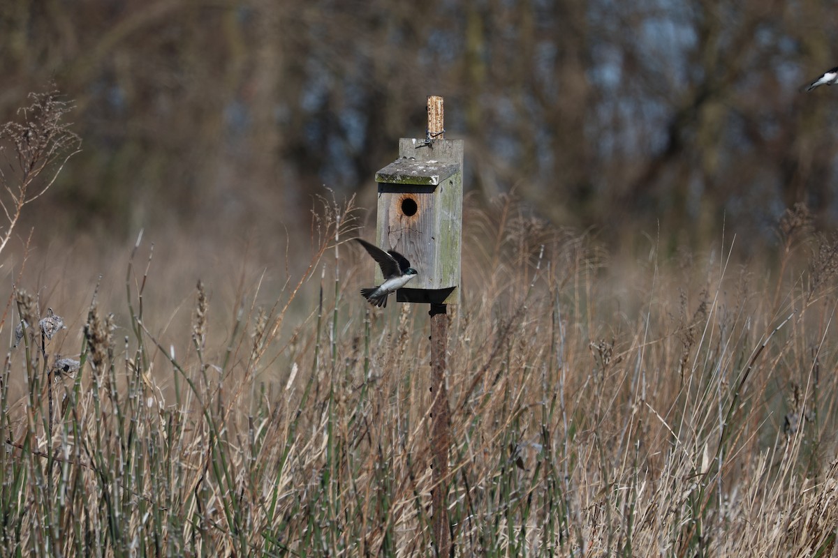 Tree Swallow - ML617198367