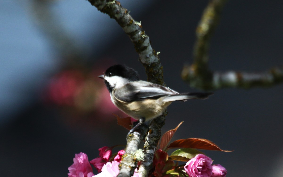 Black-capped Chickadee - Nels Nelson