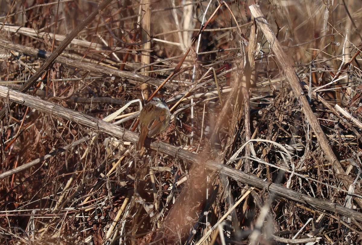 Swamp Sparrow - ML617198420