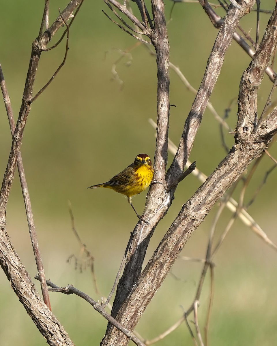 Palm Warbler - ML617198427