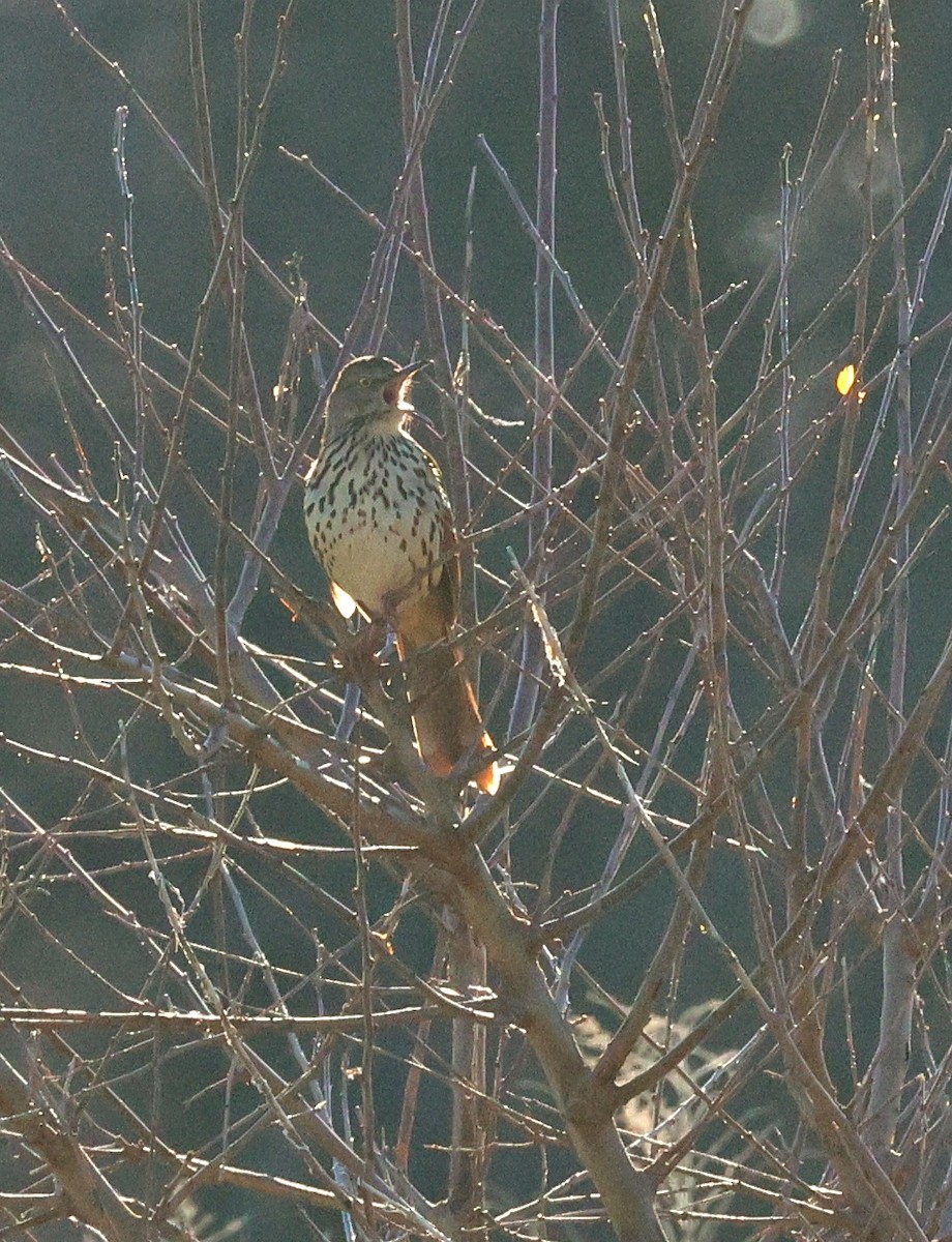 Brown Thrasher - ML617198445