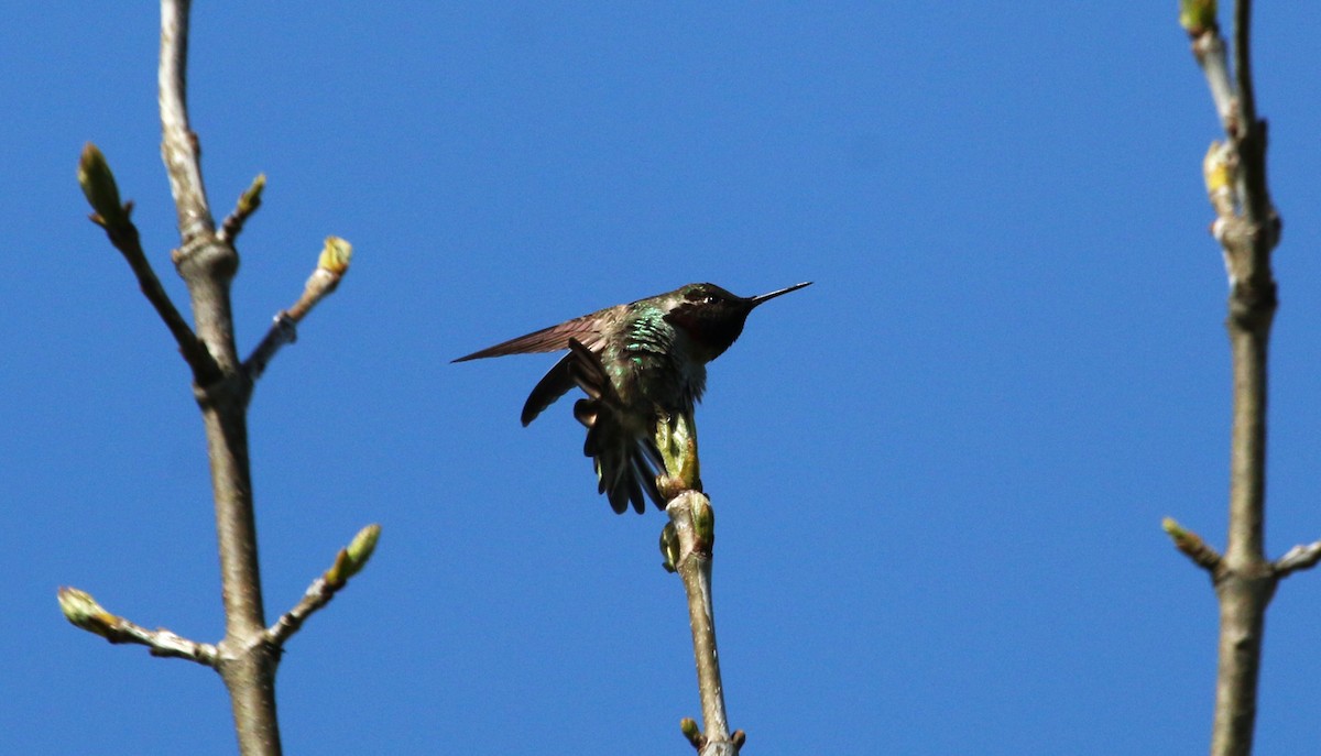 Anna's Hummingbird - ML617198474