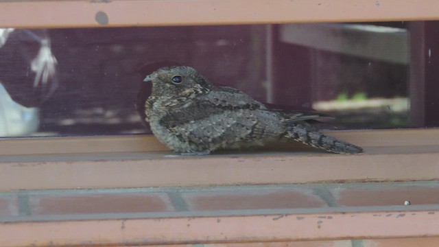 Band-winged Nightjar - ML617198479