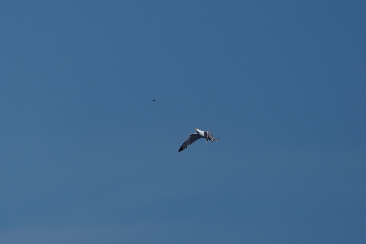 Yellow-legged Gull - Keegan Burke