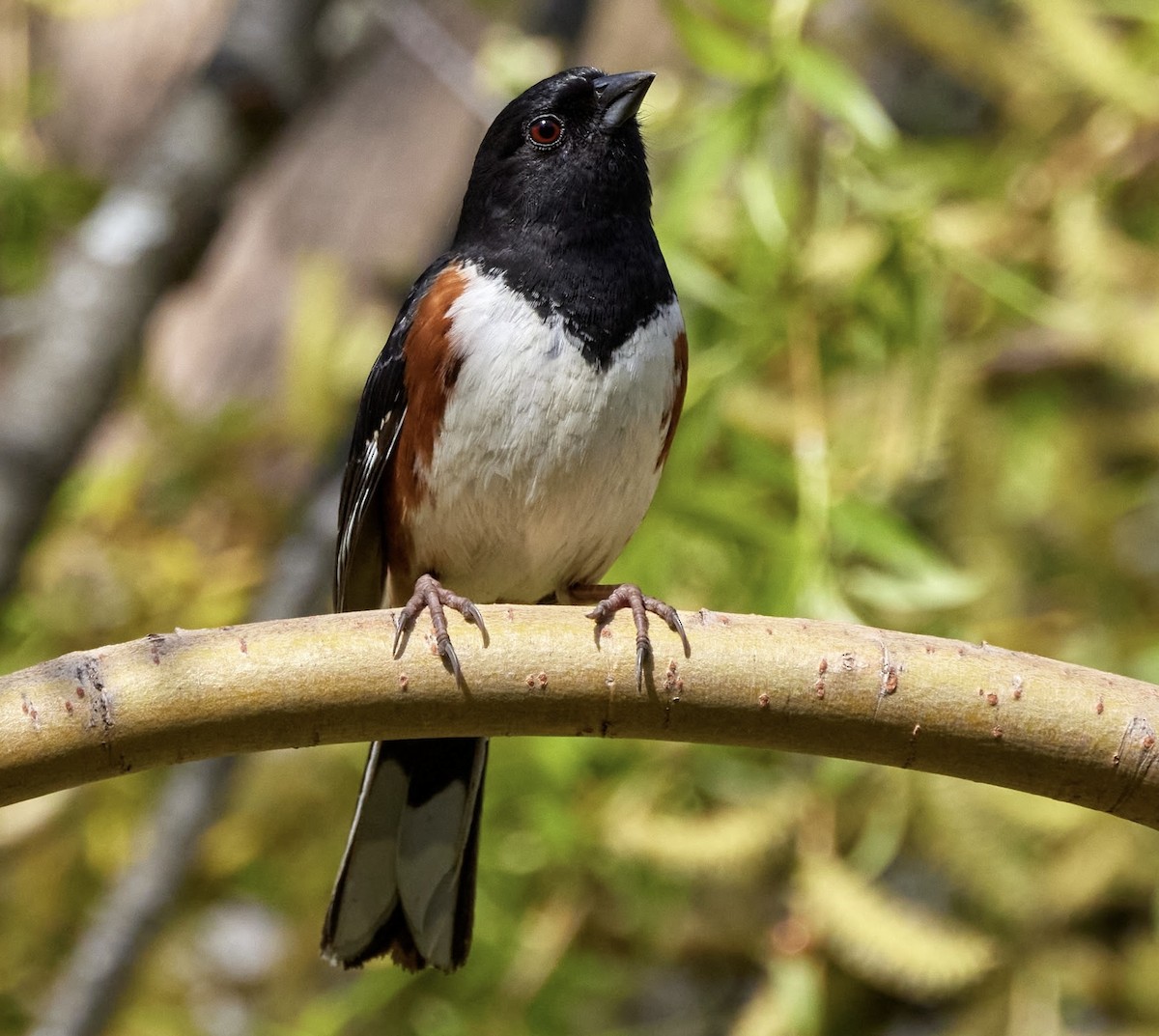 Eastern Towhee - ML617198502