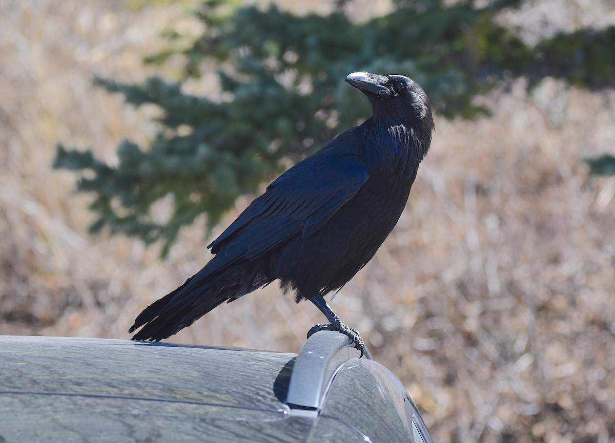 Common Raven - D & I Fennell