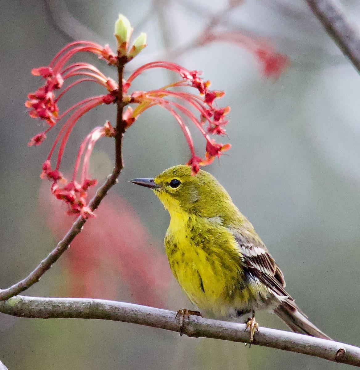 Pine Warbler - ML617198549