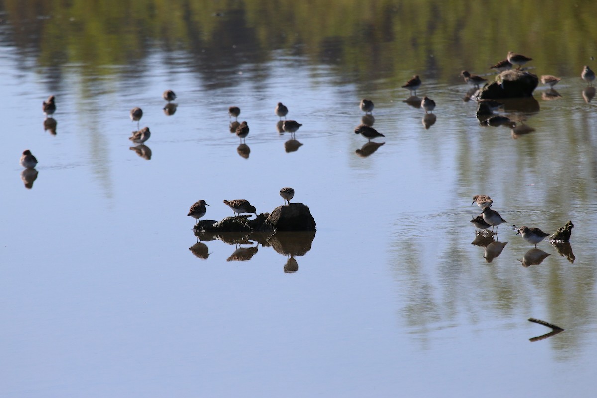 Least Sandpiper - ML617198585