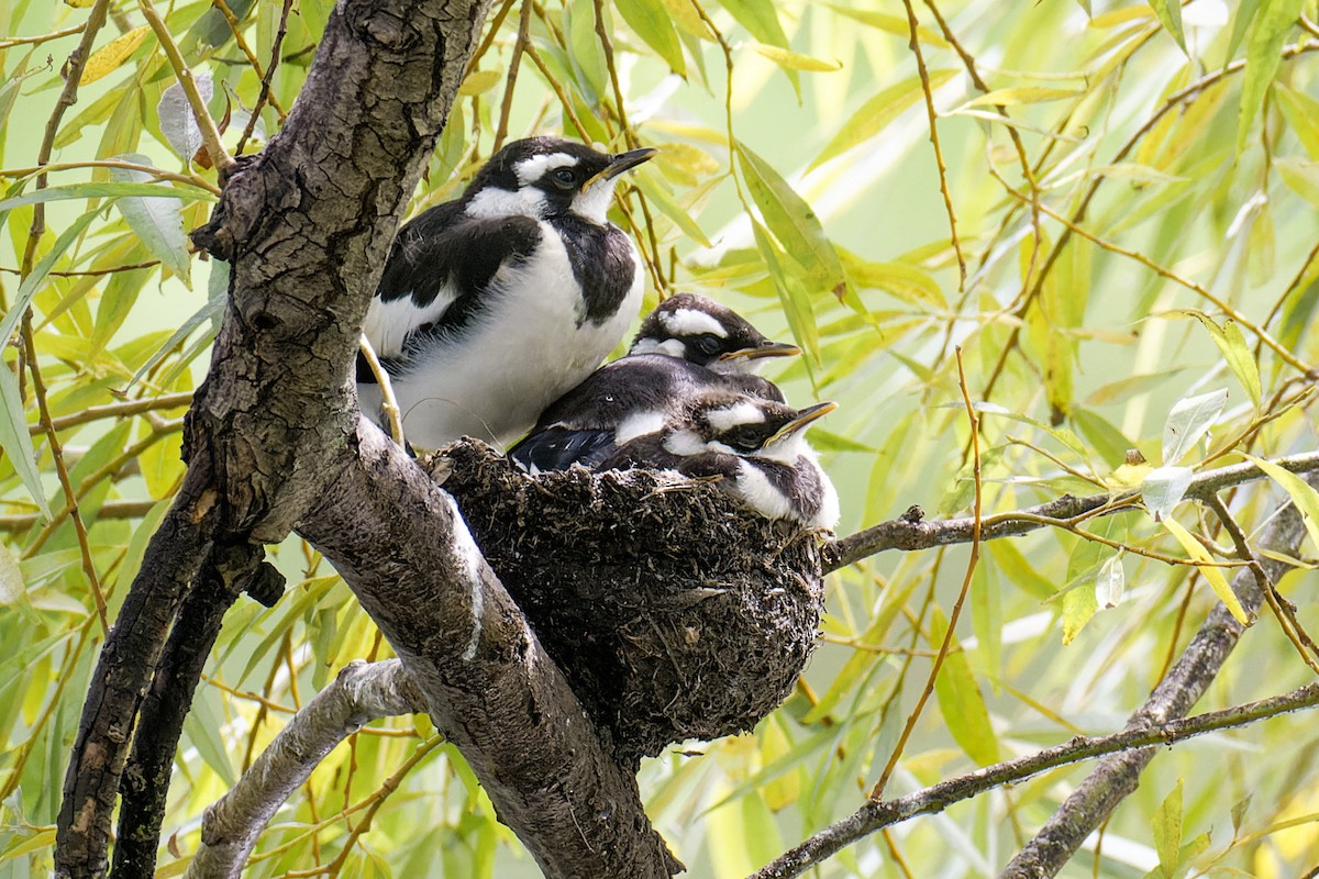 Magpie-lark - ML617198642