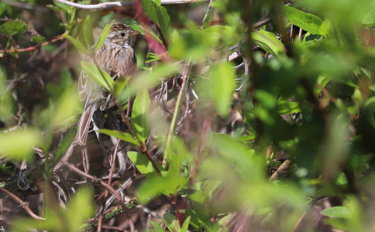 Clay-colored Sparrow - Rob Bielawski