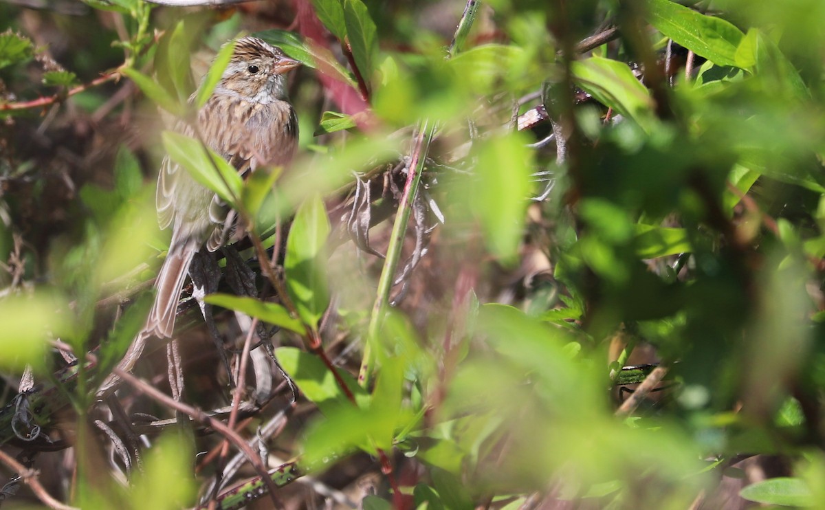 Clay-colored Sparrow - Rob Bielawski