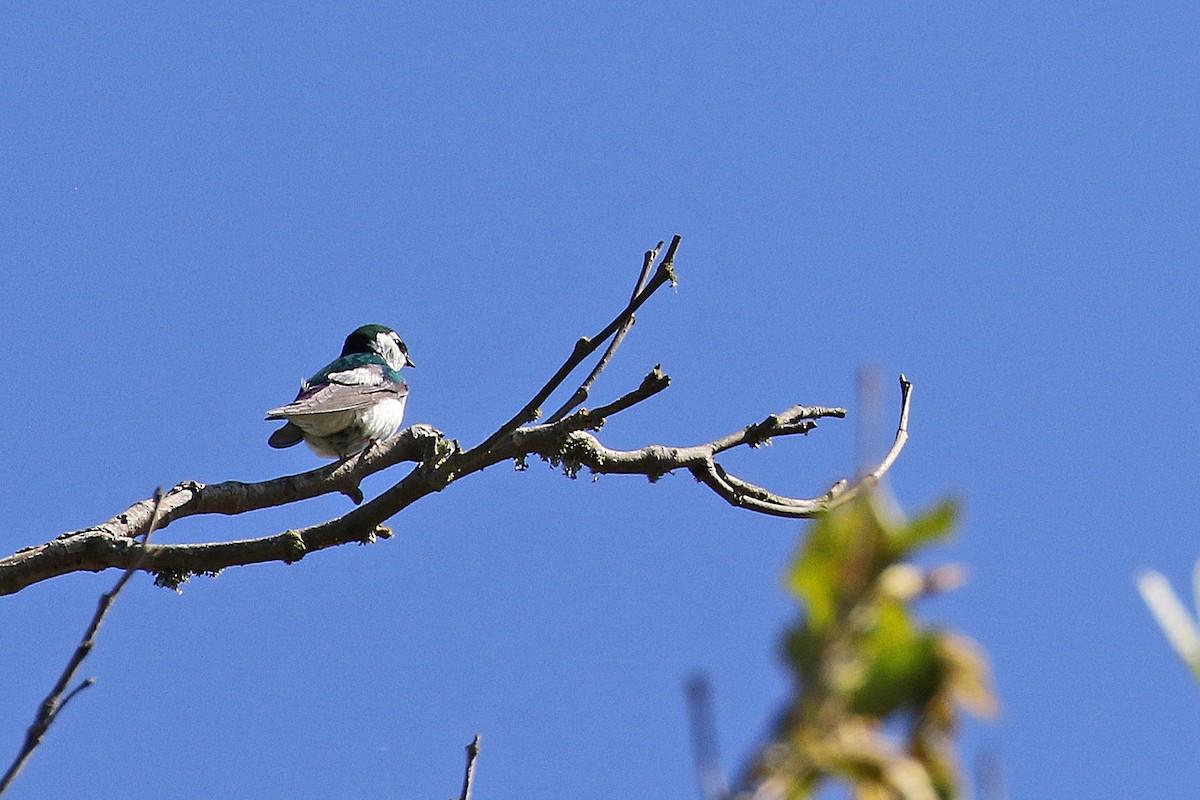 Violet-green Swallow - ML617198676