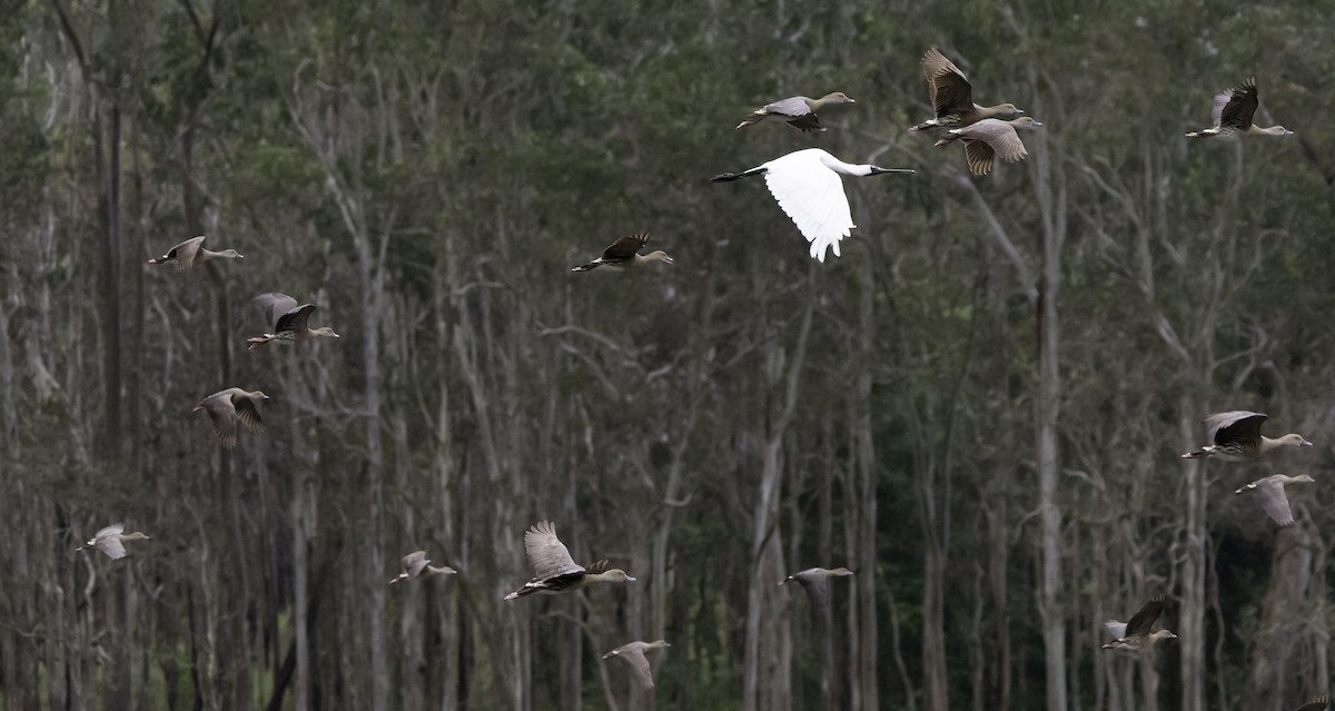 Royal Spoonbill - ML617198717