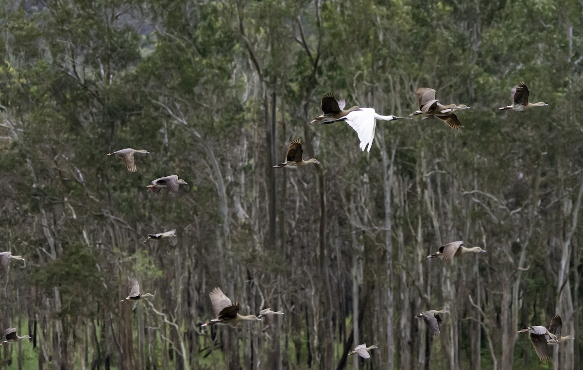 Royal Spoonbill - ML617198718