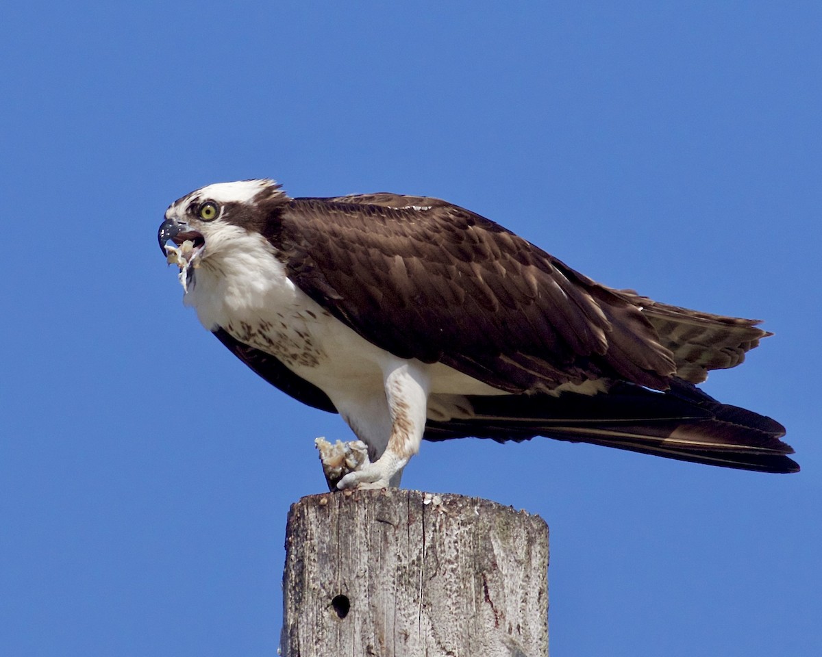 Águila Pescadora - ML617198724