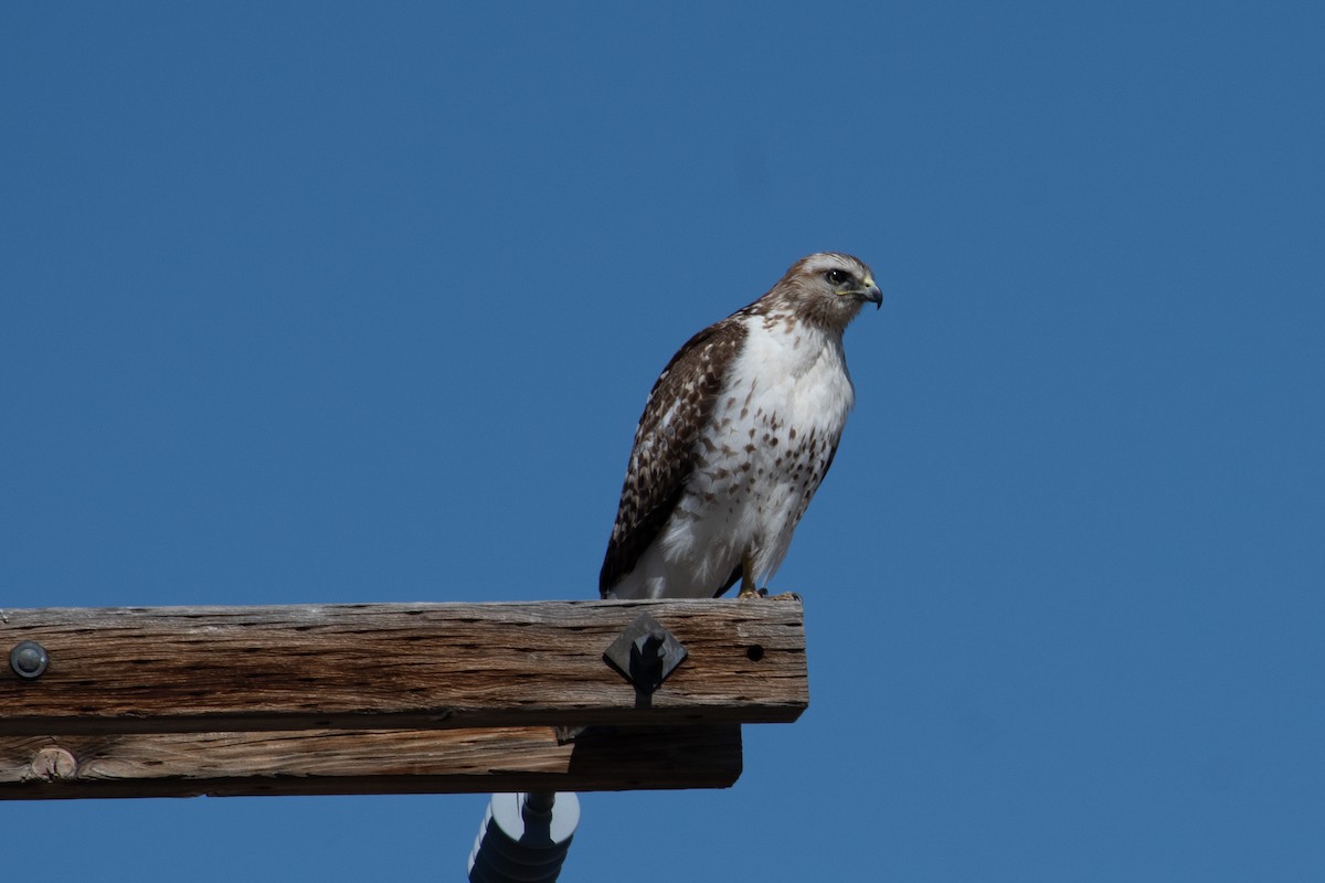 Red-tailed Hawk - ML617198728
