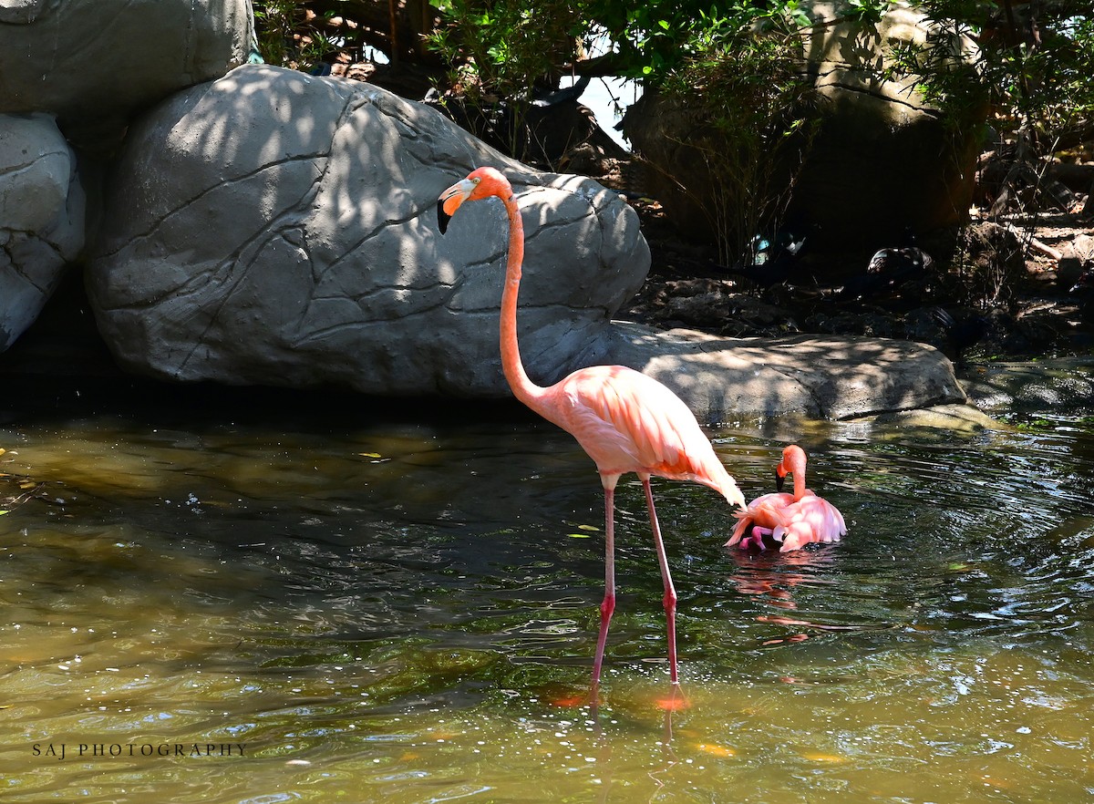 Amerika Flamingosu - ML617198749